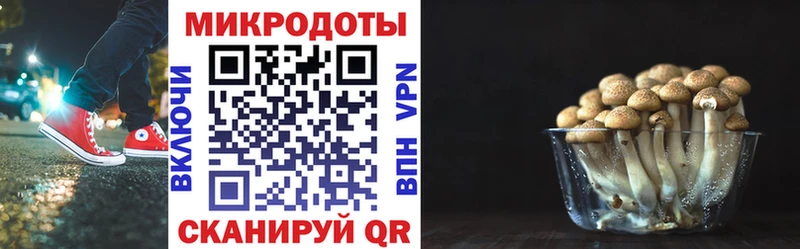 Псилоцибиновые грибы прущие грибы  где найти   Сусуман 